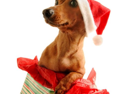 Great Gift Ideas for  Dogs